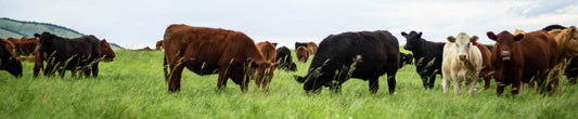 BC Cattle standing in a field
