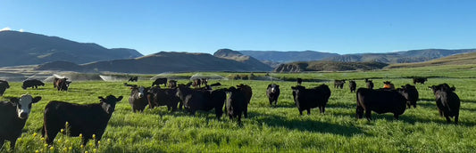 A Field of cows at Bradner Farms, Abbotsford